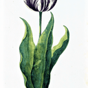 TulipMania-Pluisje